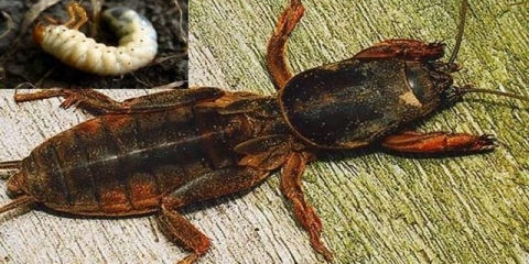 Medvedka - kako se nositi s njom narodnim lijekovima